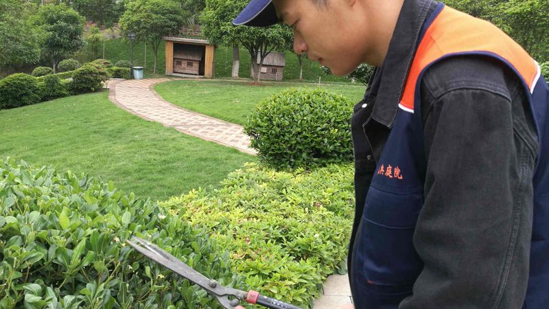 园林绿化乔木批发价格：揭秘其背后的影响因素**