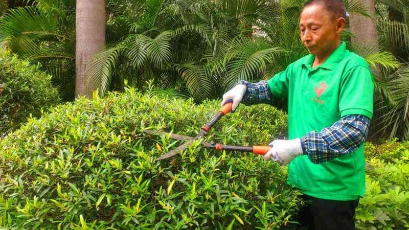 城市快速路绿化设计规范：标准解读与实施要点