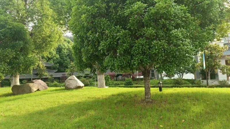 苗木种植技术视频教程：揭秘专业施工流程
